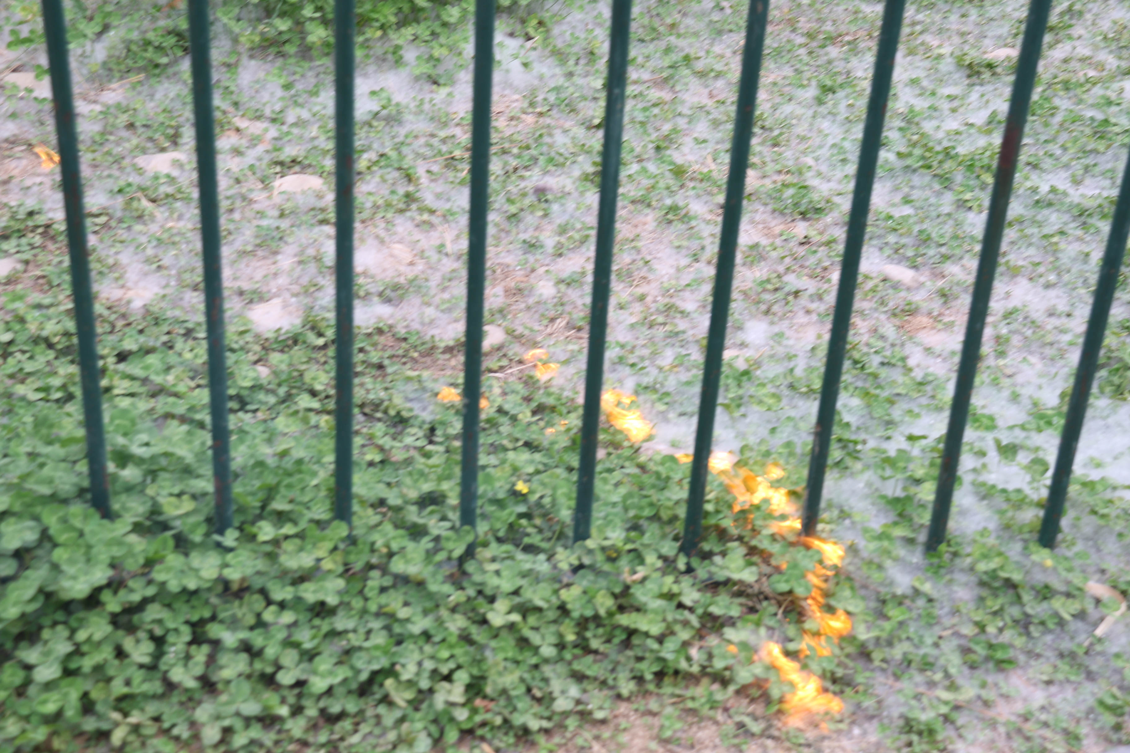 四月飞雪天鹤壁的杨絮柳絮又双叒叕来了