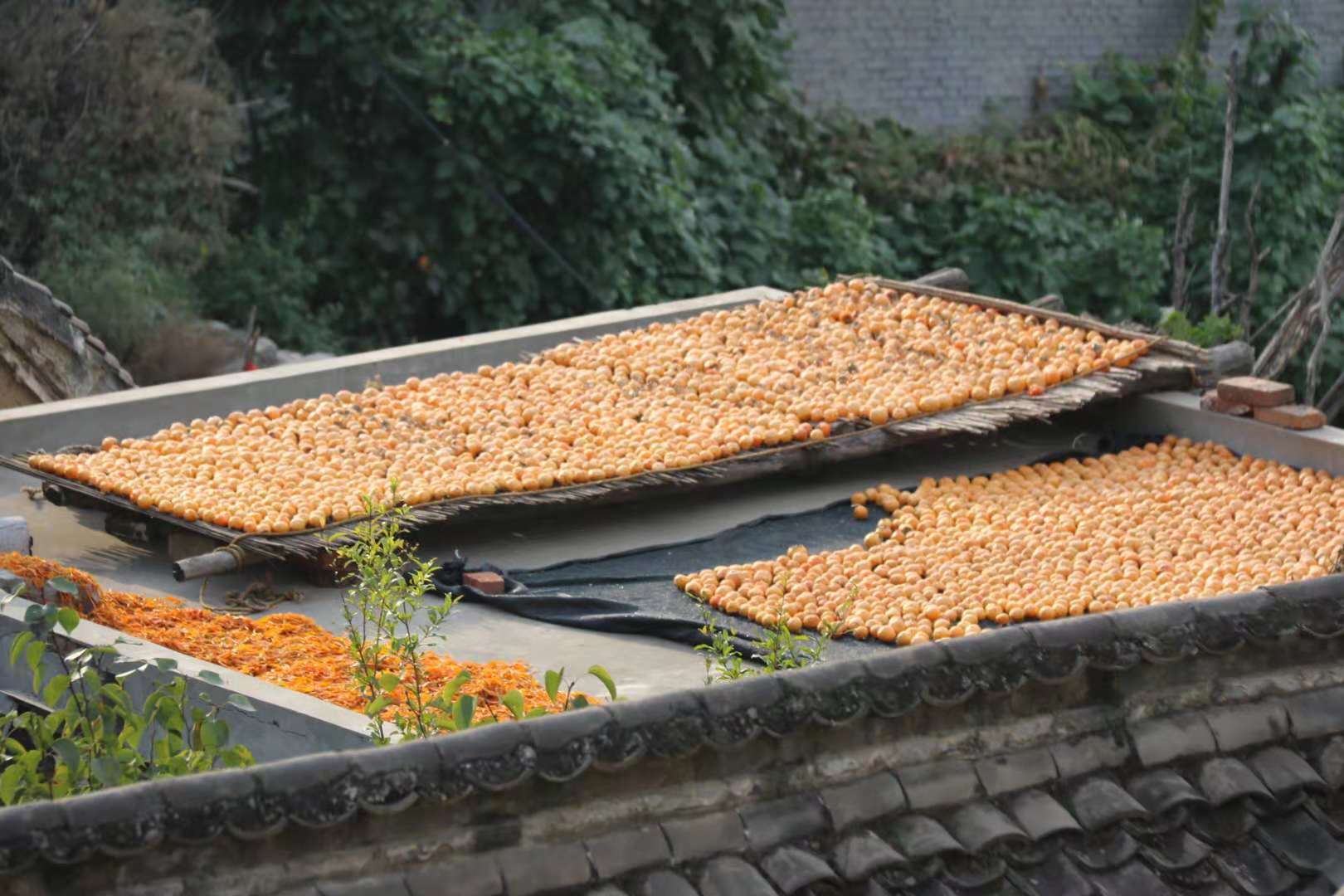 fm935鹤壁新闻广播     鹤山区旅游文物局联合推出的 鹤壁最美乡村