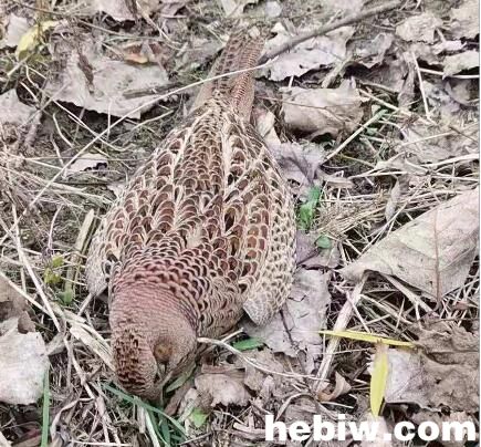 鹤鸣湖畔多只野生鸟死亡疑似被毒杀