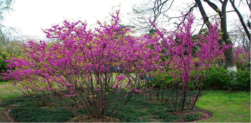 鹤壁要评选市树市花了拿出手机快快参与啦