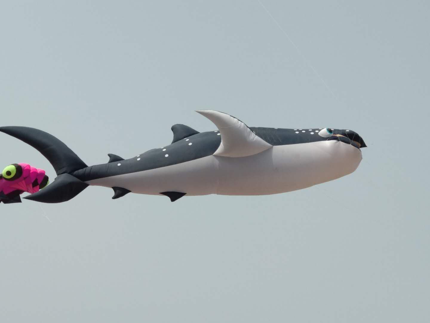 三叶虫章鱼鲨鱼金鱼飞上鹤壁上空最长达500米的风筝见过吗